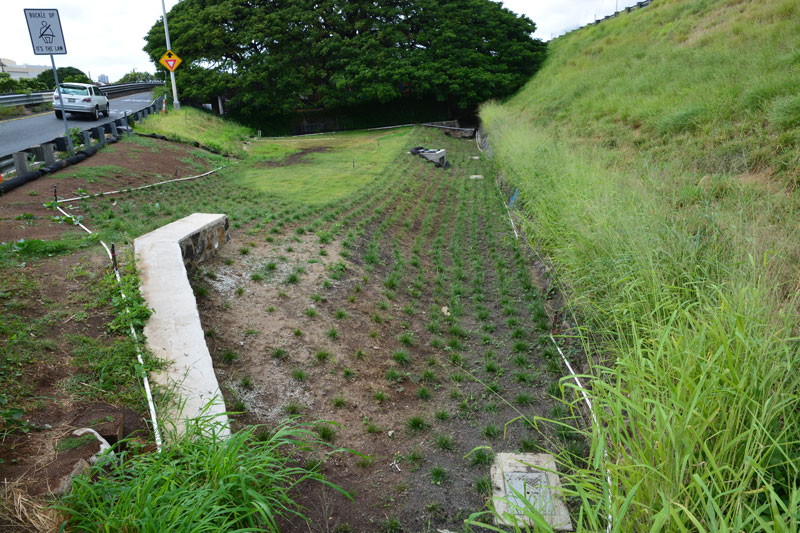 Ala-Wai-Project_Photo-3_web