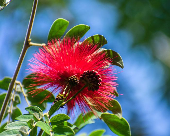 Plant native foliage