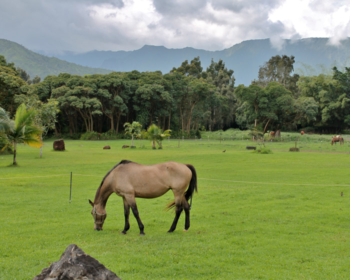 Keep animals away from streams