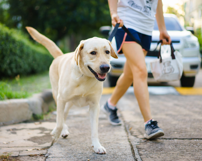 baby steps Pick us pet waste