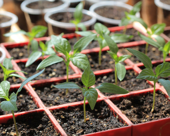 container garden