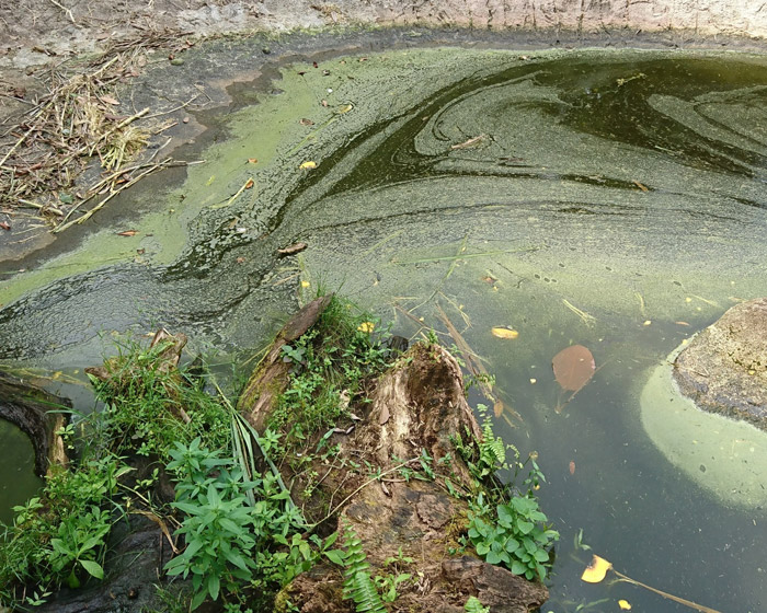 fertilizers and vegetation out of streams