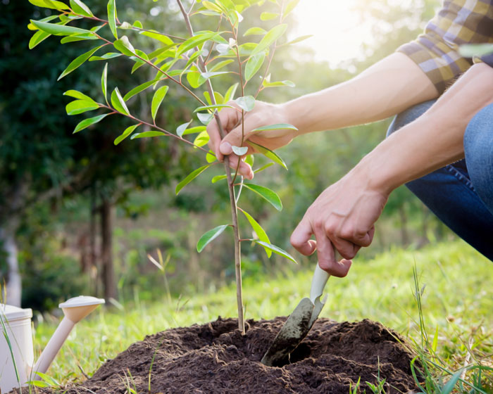 plant tree and shrubs