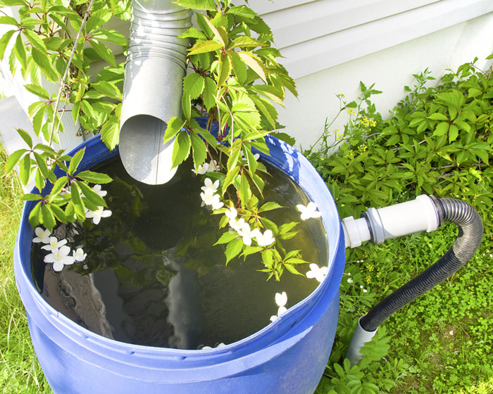 Collect rainwater in barrels