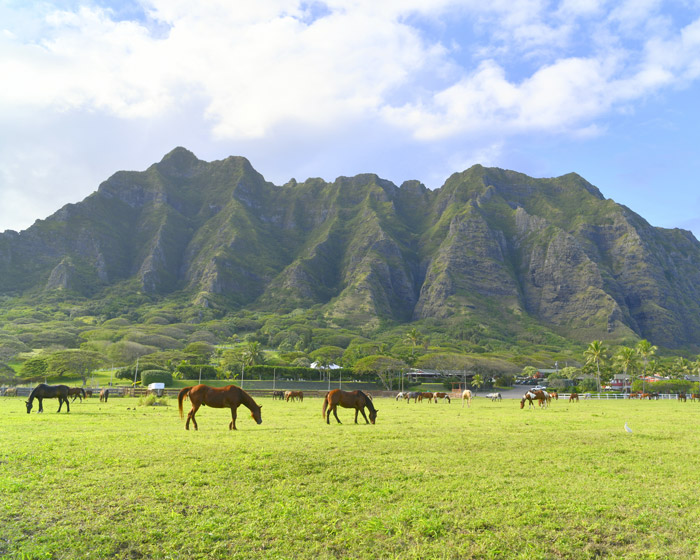 Prevent soil erosion from animals