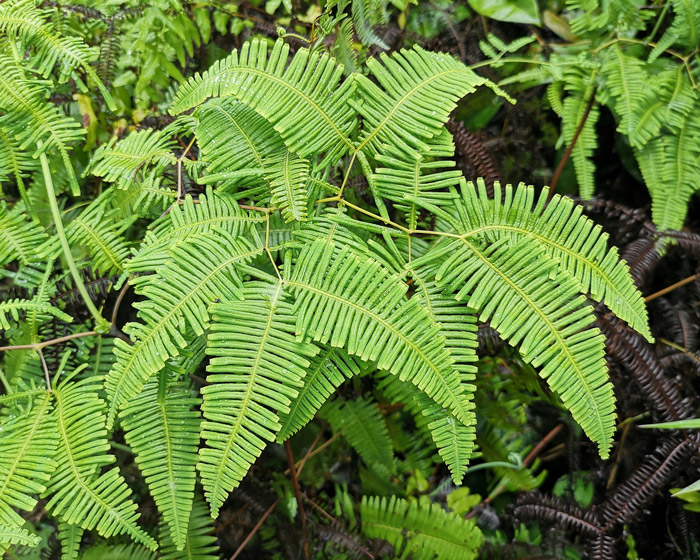 Trap sediment with native foliage