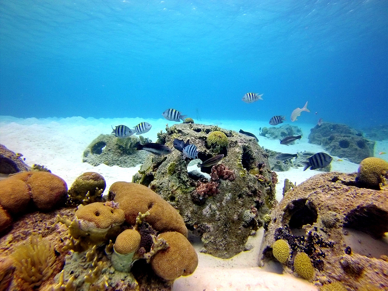 How Storm Water Impacts Our Reefs - Storm Water Hawaii